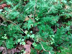 Selaginella convoluta (Arn.) Spring的图像