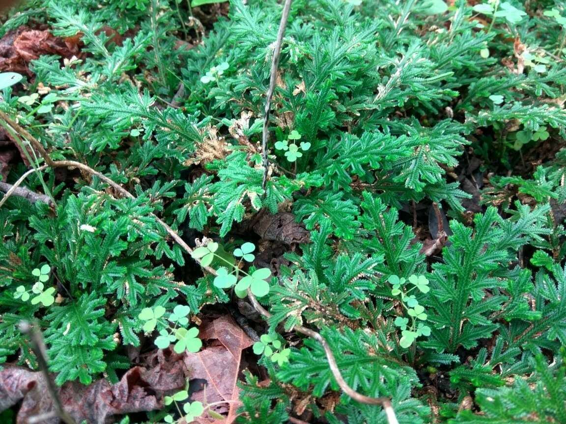 Selaginella convoluta (Arn.) Spring的图像