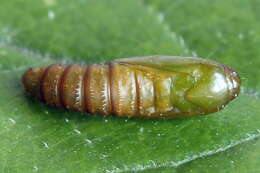 Image of Acleris schalleriana Linnaeus 1761