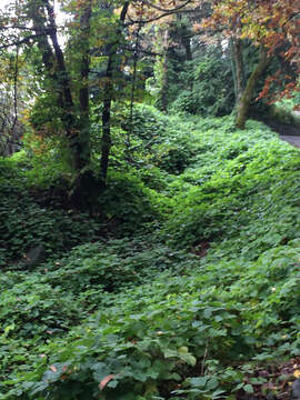 Image of kudzu