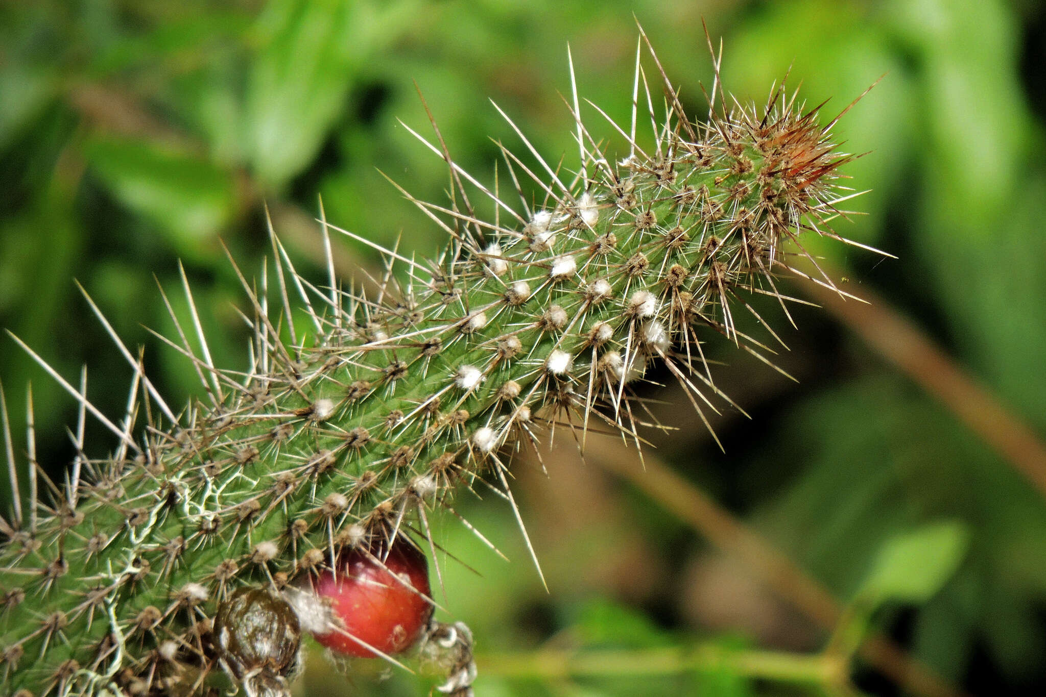 Image of Cleistocactus baumannii (Lem.) Lem.