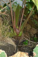 Image of Chilean gunnera