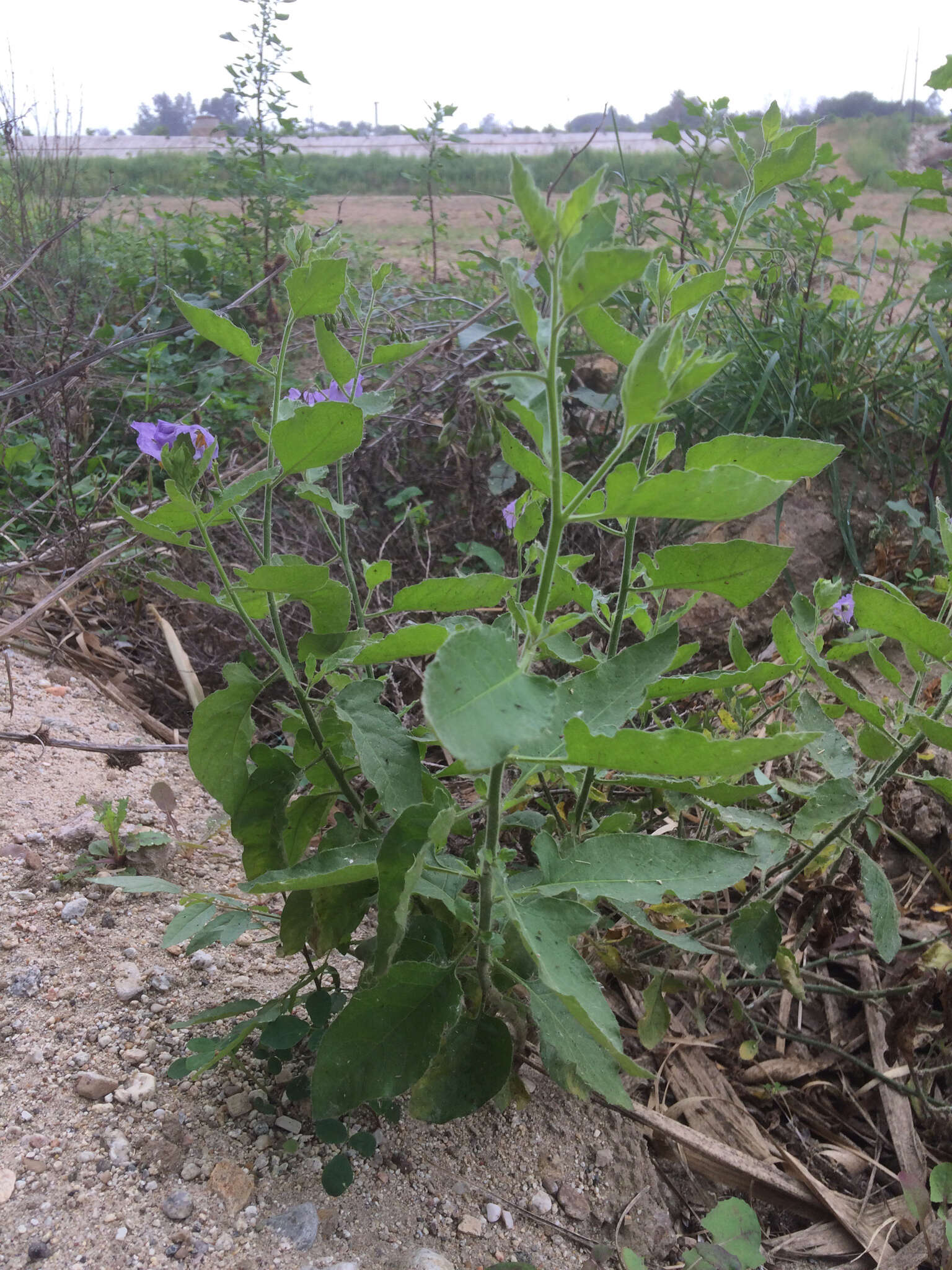 Solanum xanti A. Gray的圖片