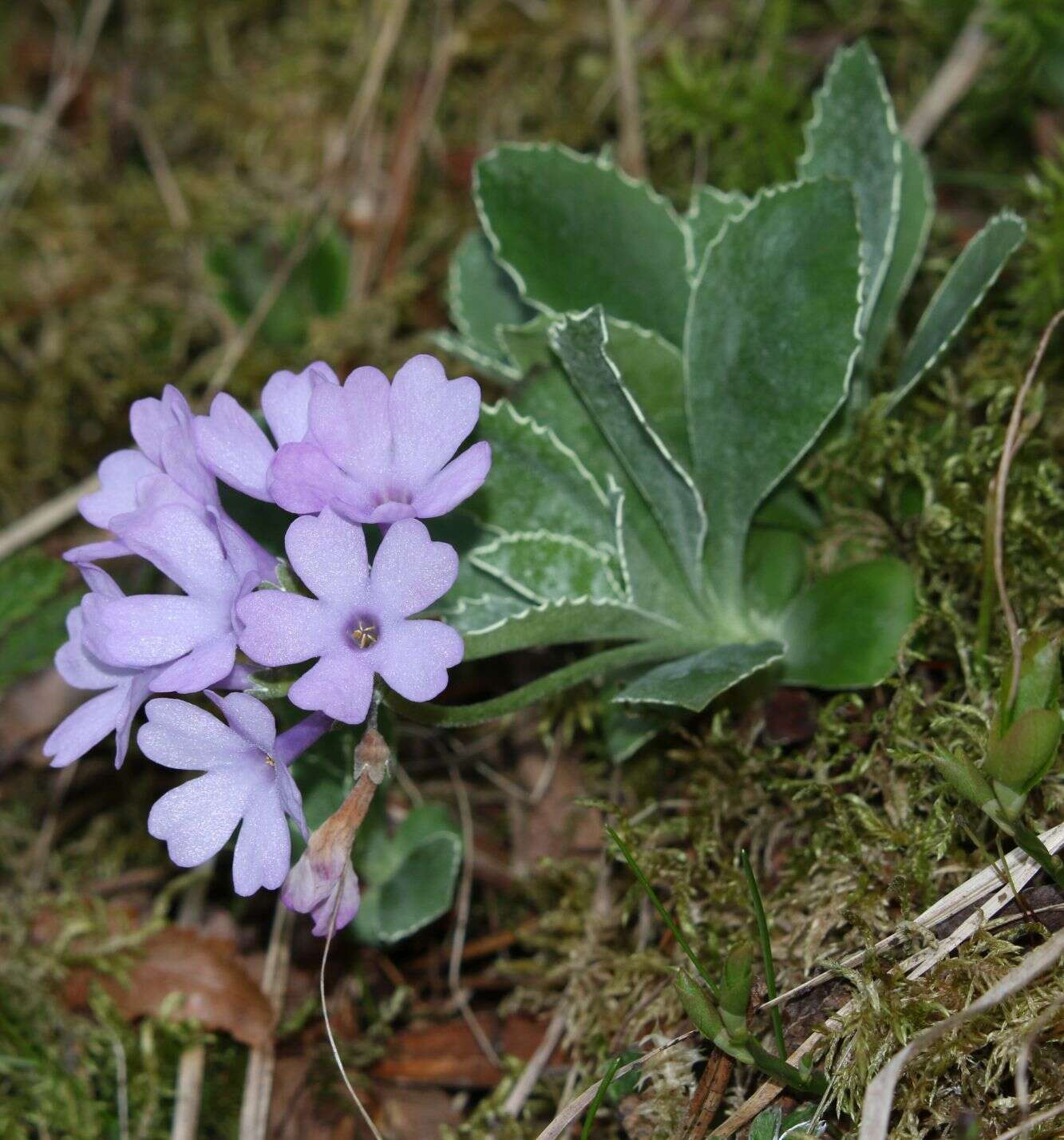 Image of Primula marginata Curtis