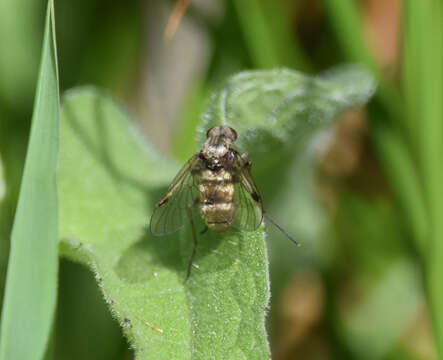 Image of Chrysopilus cristatus (Fabricius 1775)