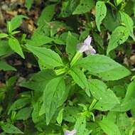 Image of sharpwing monkeyflower