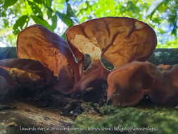 Image de Auricularia fuscosuccinea (Mont.) Henn. 1893