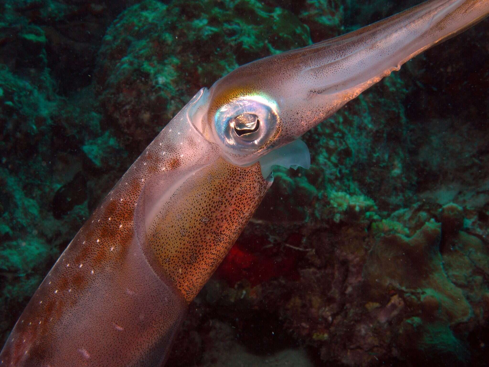 Image of Caribbean reef squid