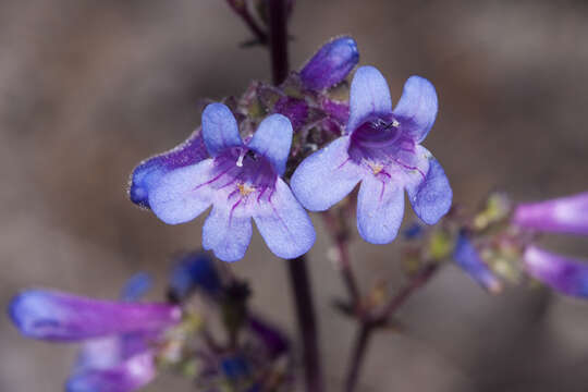 Image of low beardtongue