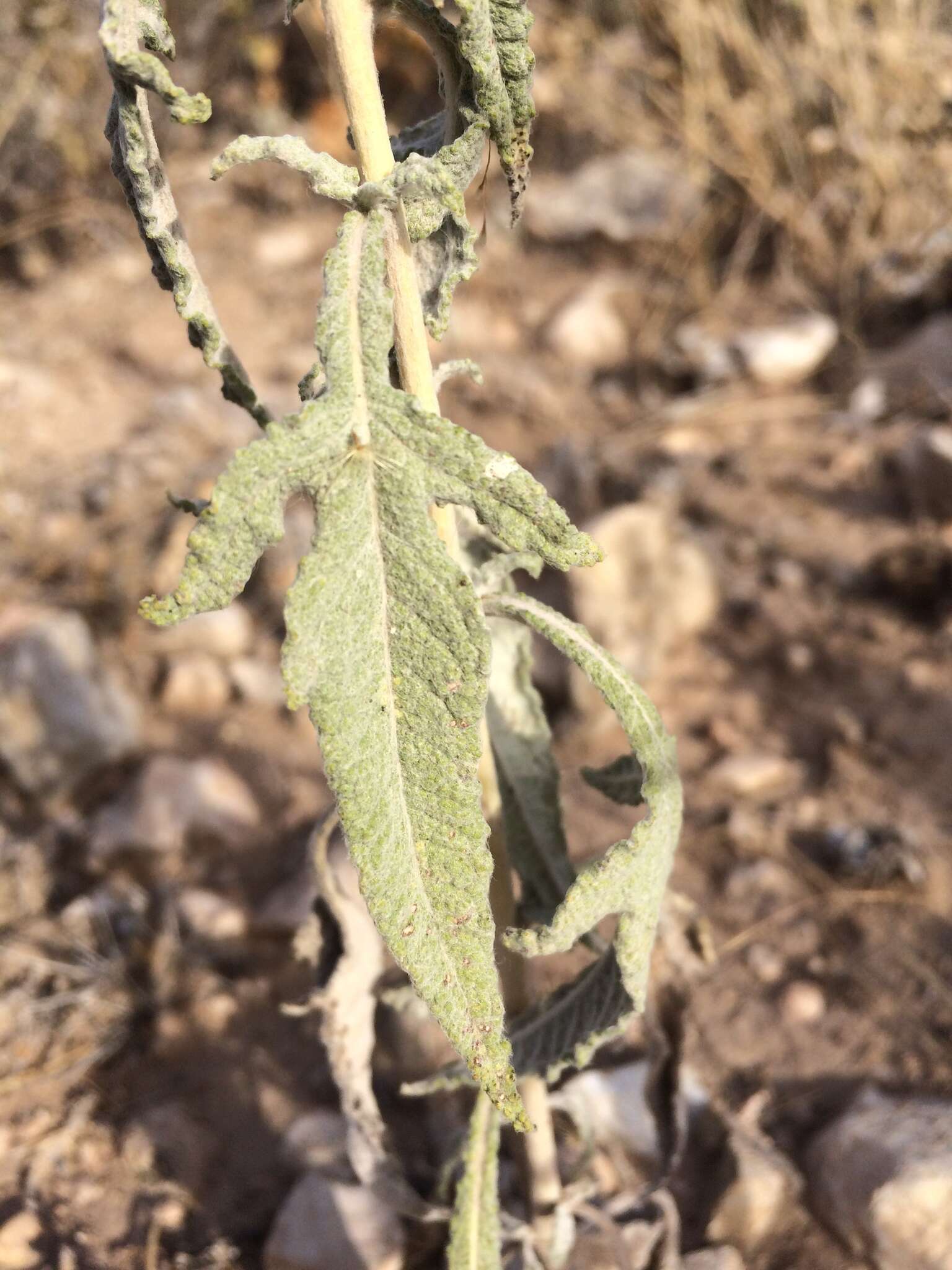 Image of woolly marsh elder