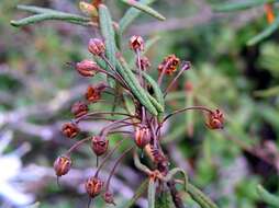 Imagem de Rhododendron tomentosum (Stokes) Harmaja