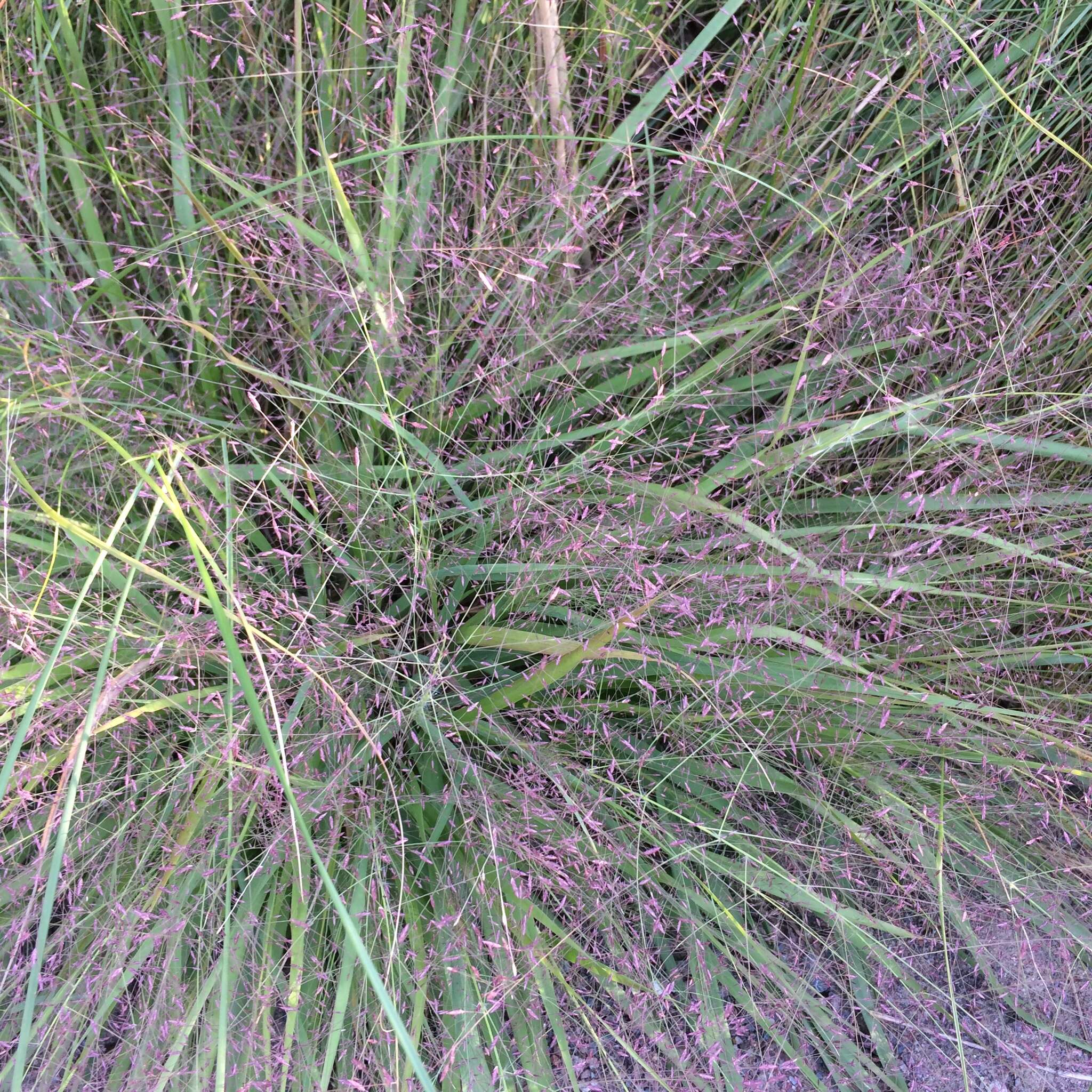 Image of Petticoat-Climber