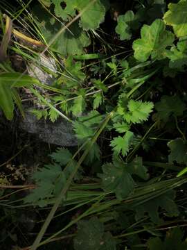 Image de Pimpinella rhodantha Boiss.