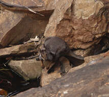 Image of Black-flanked Rock Wallaby
