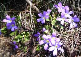 Image of Primula deuteronana Craib