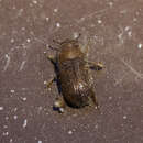 Image of Red Turpentine Beetle