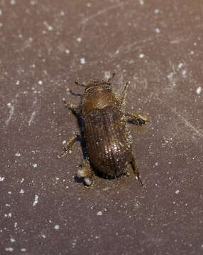 Image of Red Turpentine Beetle