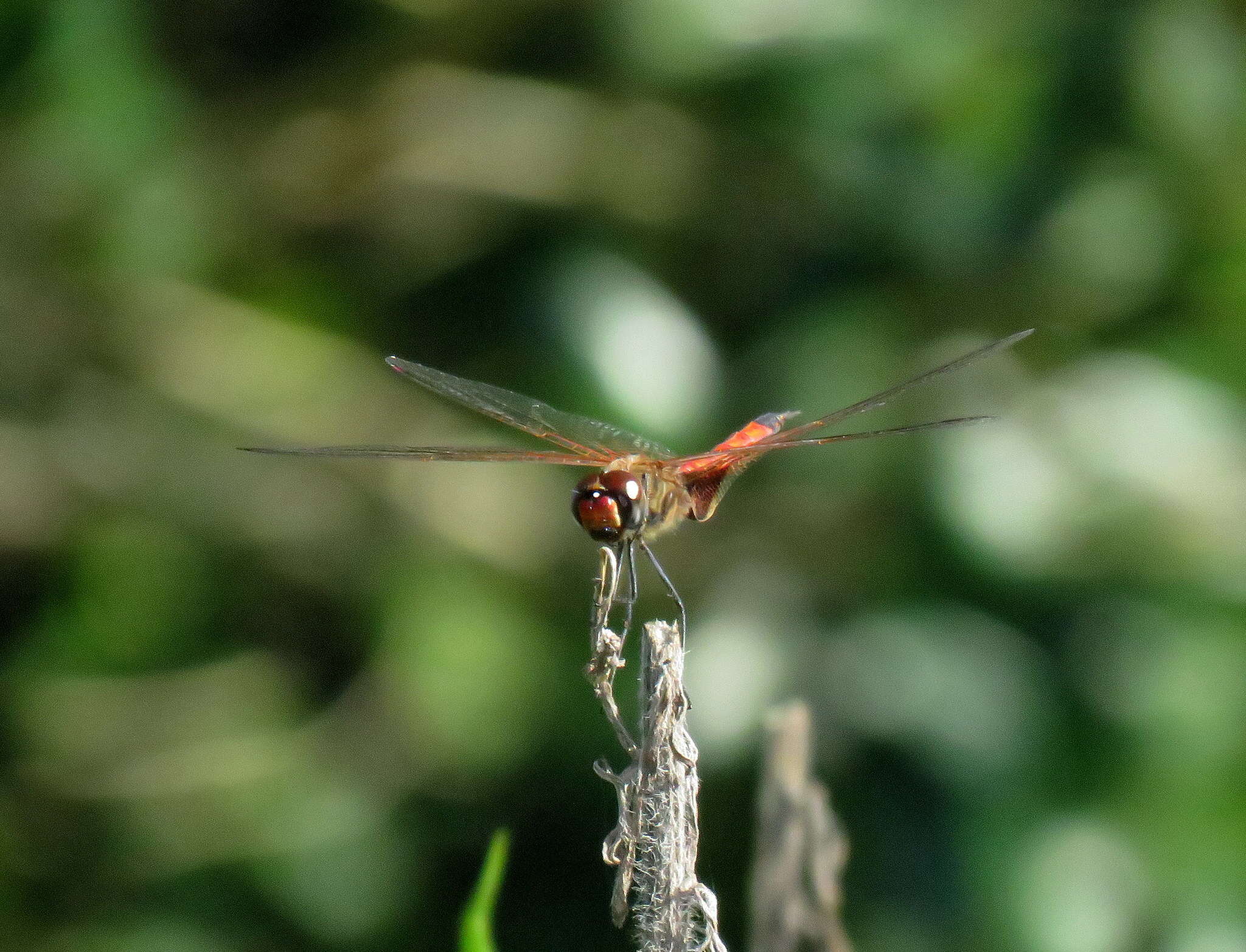 Image of Common Glider