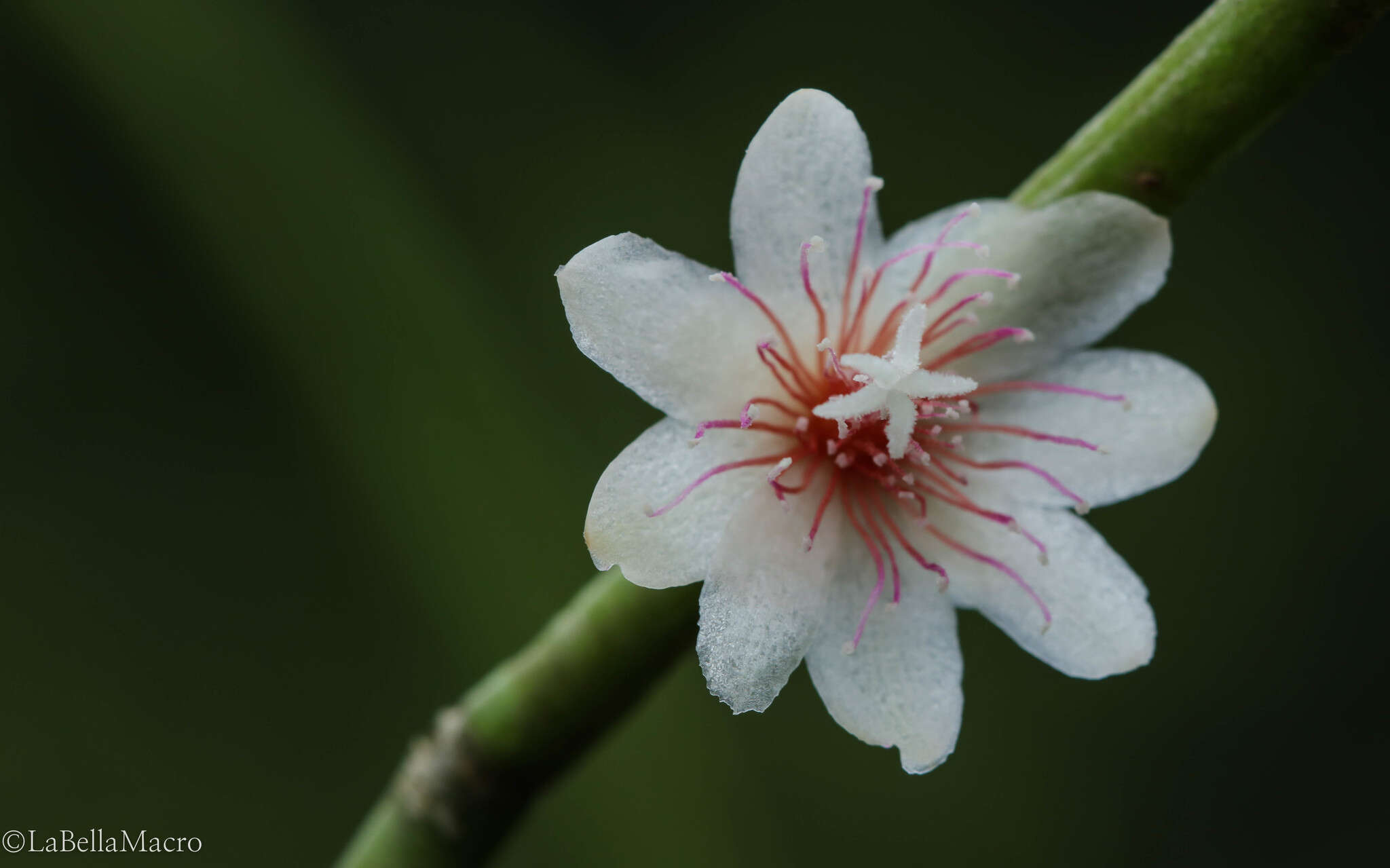 Imagem de Rhipsalis puniceodiscus G. Lindb.