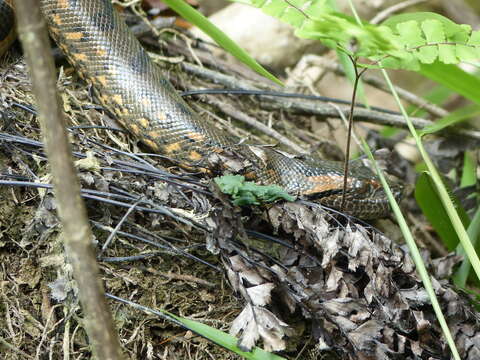 Image of Green anaconda