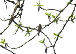 Image of Populus suaveolens Fisch.