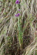 Image of Allium sacculiferum Maxim.