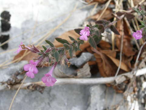 Image of Micromeria croatica (Pers.) Schott