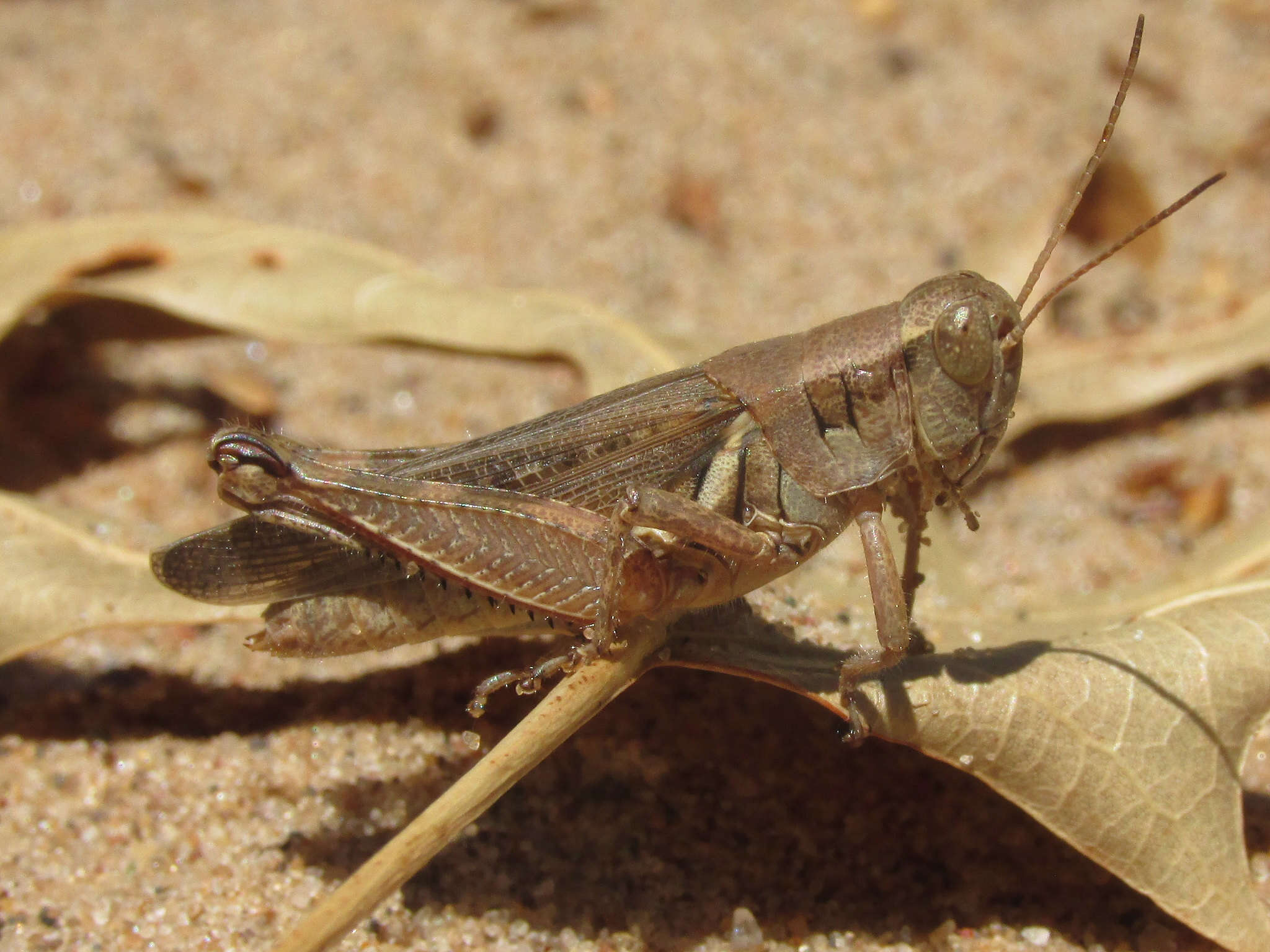 Слика од Melanoplus foedus fluviatilis Bruner & L. 1897