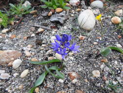 Image of Scilla verna subsp. ramburii (Boiss.) K. Richt.