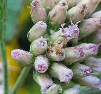 Image of Sourbush seed fly