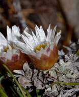 Image de Helichrysum stoloniferum (L. fil.) Willd.