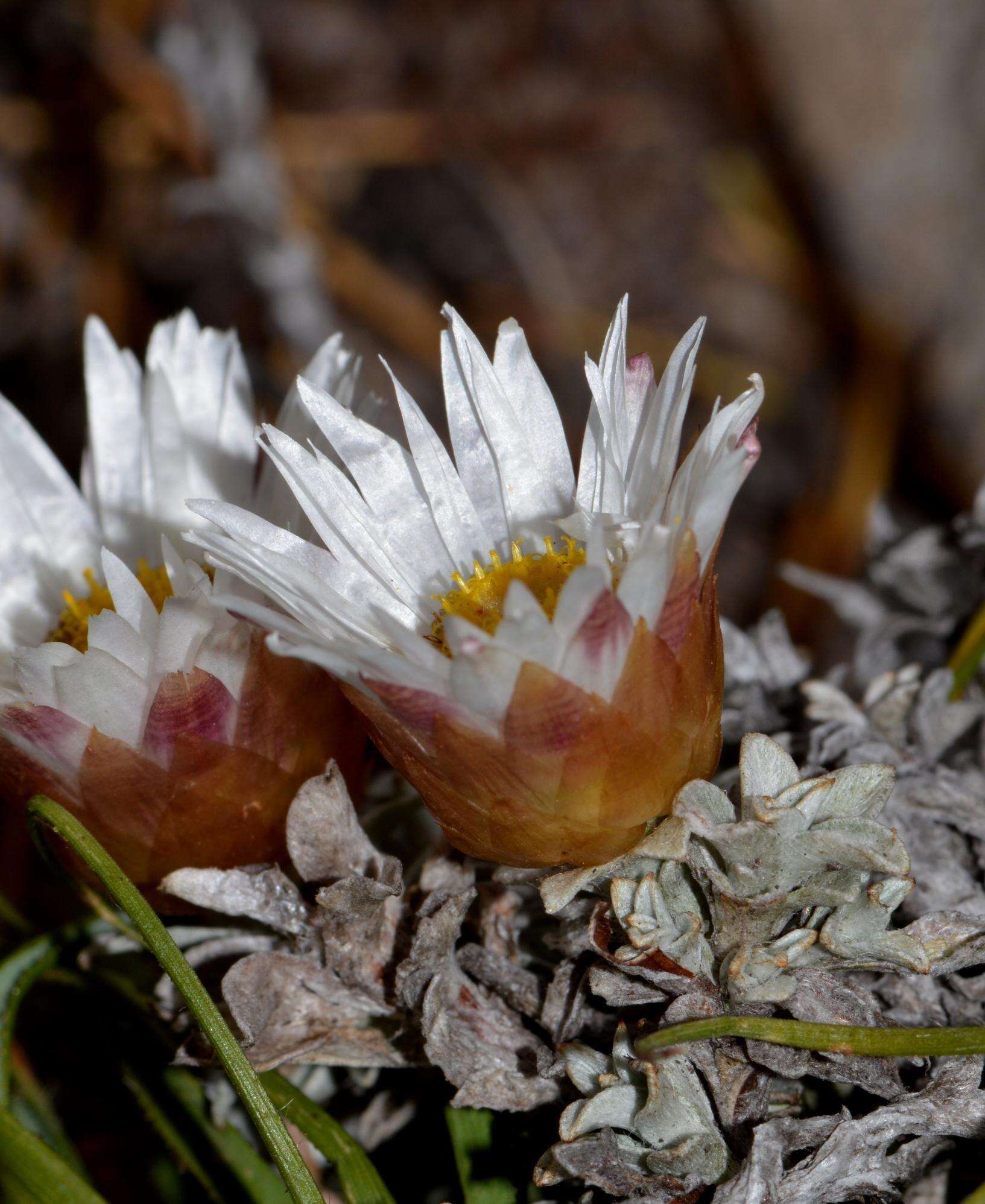 Image de Helichrysum stoloniferum (L. fil.) Willd.