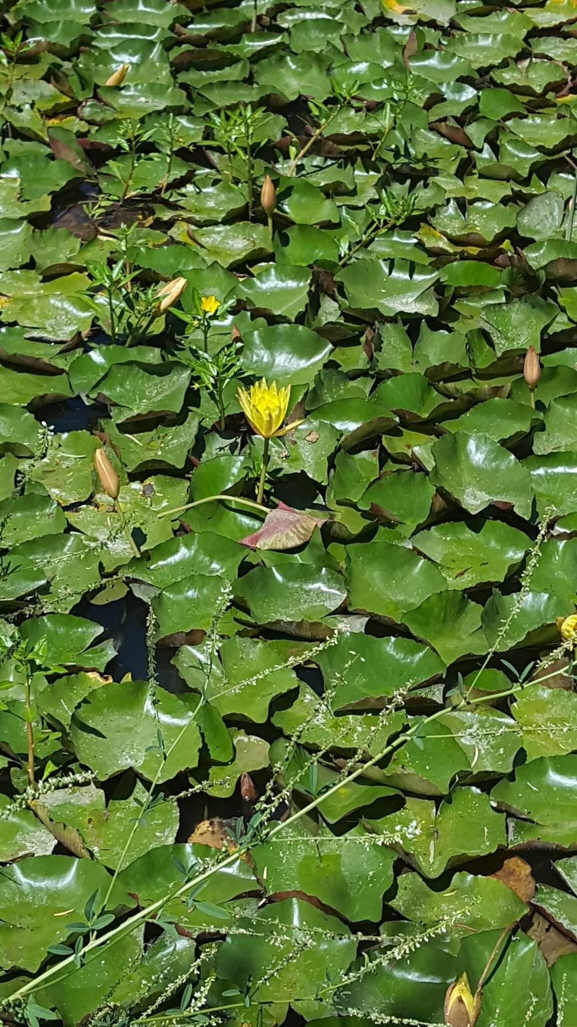 Image of yellow waterlily