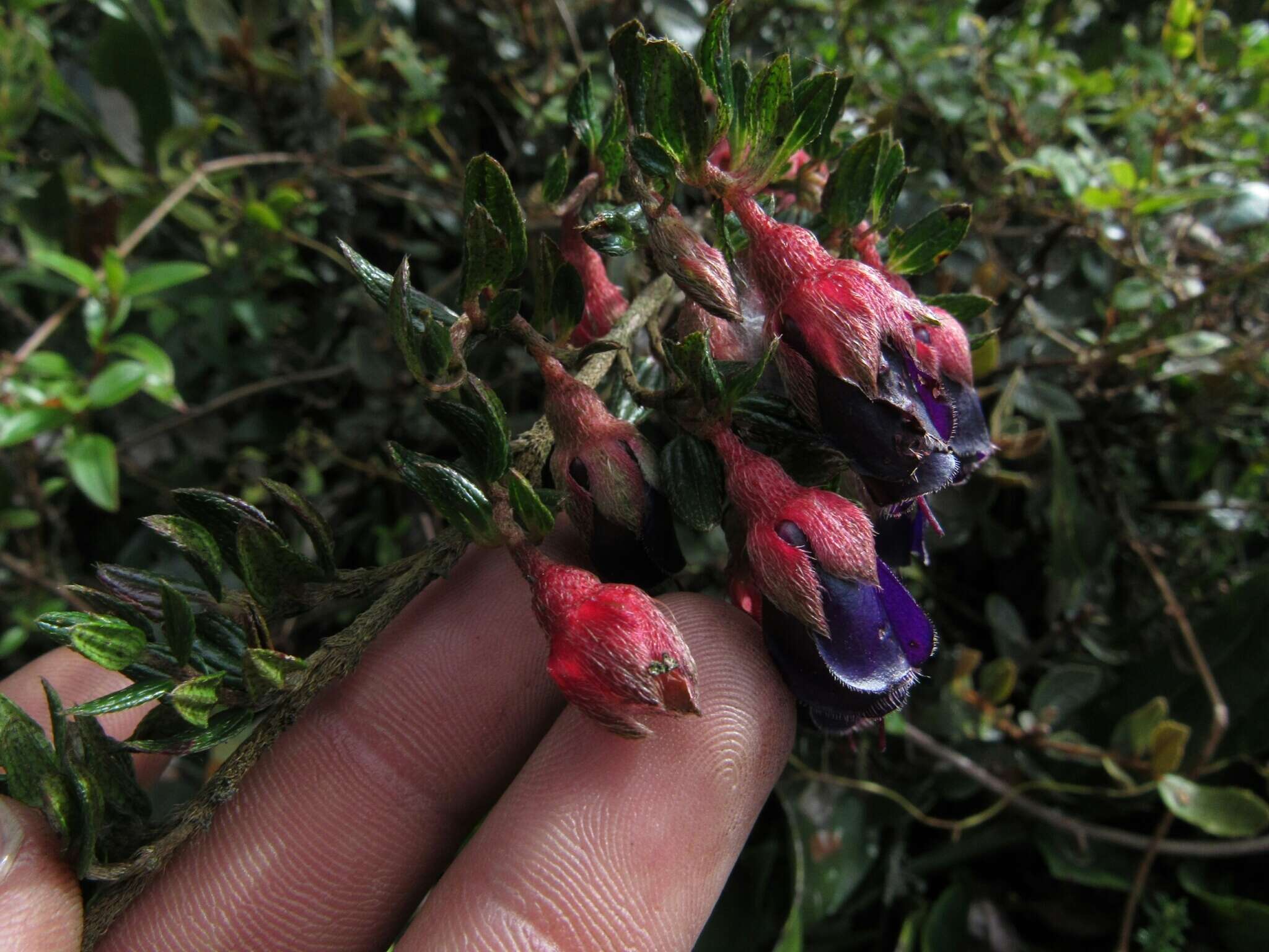 Image de Brachyotum strigosum (L. fil.) Triana