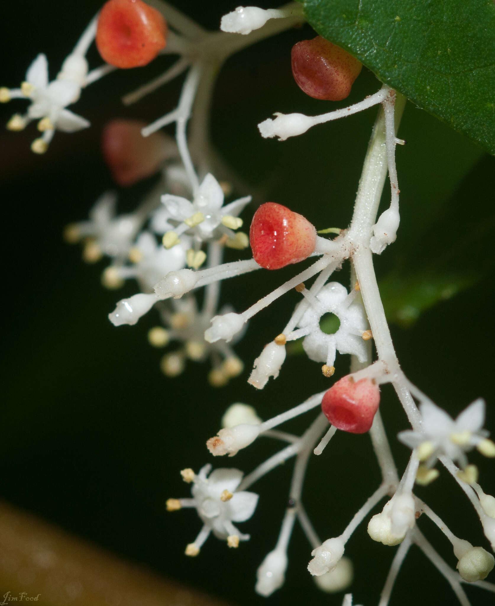 Plancia ëd Sambucus javanica Reinw. ex Bl.