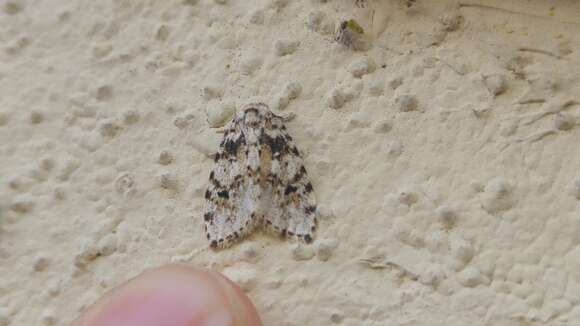 Image of Little White Lichen Moth