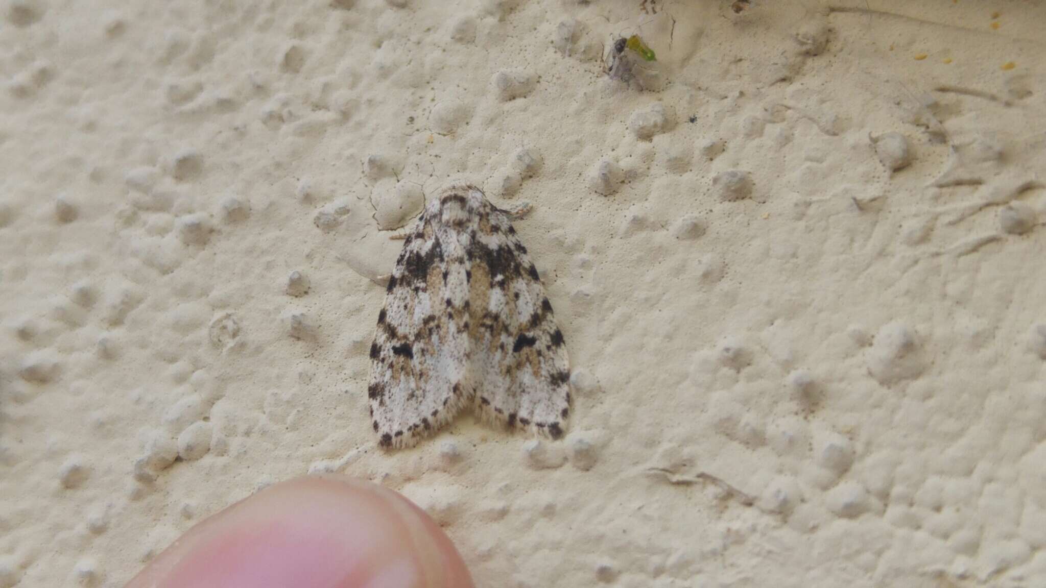 Image of Little White Lichen Moth