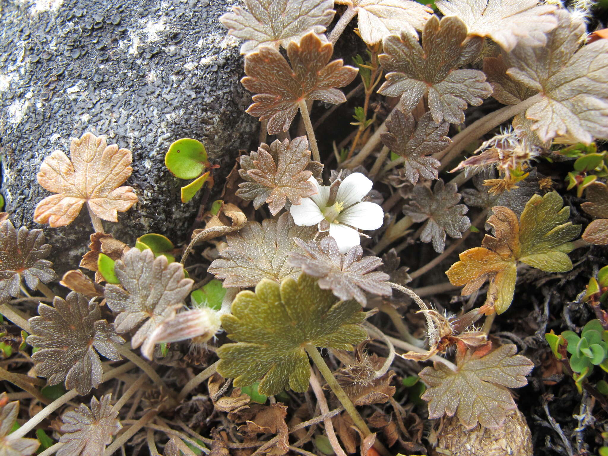 Imagem de Geranium brevicaule Hook.