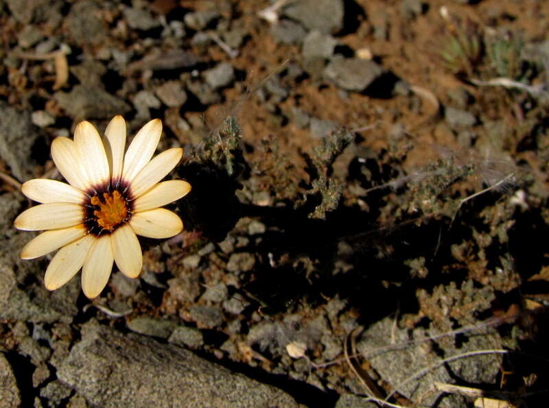 Image de Osteospermum pinnatum (Thunb.) Norlindh