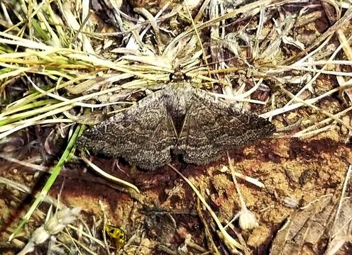 Image of Dusty Lined Matigramma