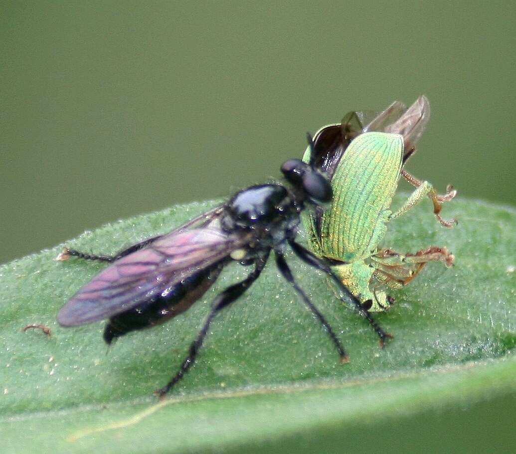 Image of Laphria canis Williston 1883