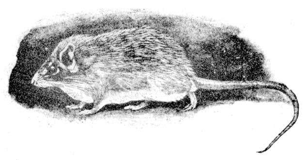 Image of Cairo Spiny Mouse