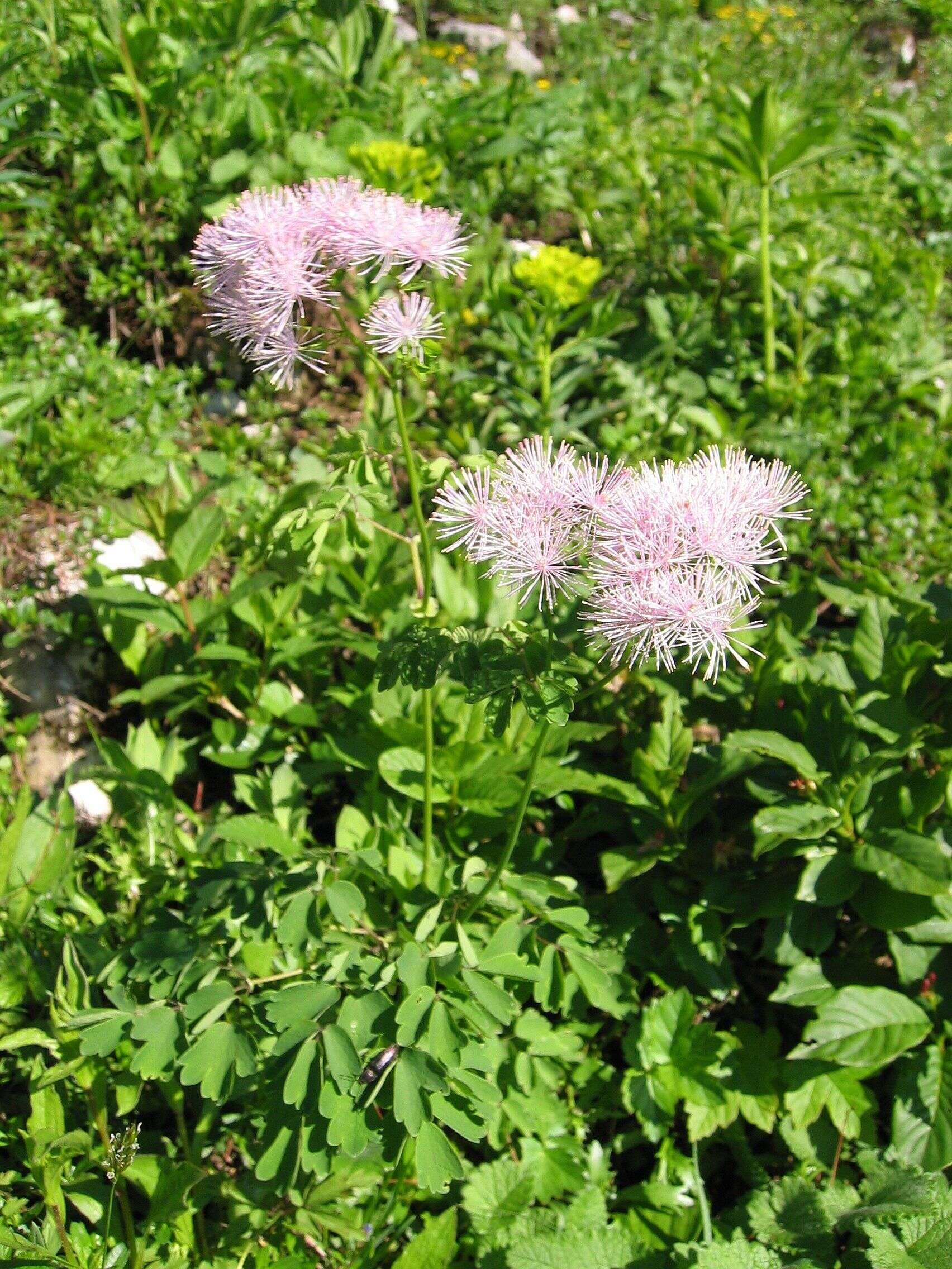 Image of Thalictrum aquilegiifolium