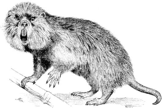 Image of lesser bamboo rat