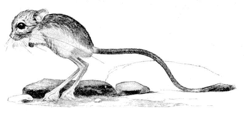 Image of Jaculus Erxleben 1777