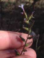 Image of Plumbago pulchella Boiss.