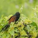 Image of Madagascar Black Coucal