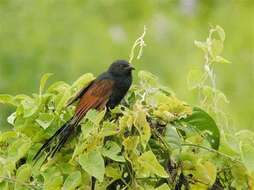 Image of Madagascar Black Coucal