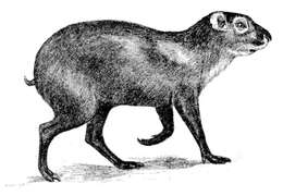 Image of Brazilian Agouti