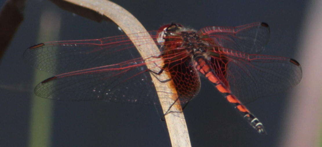 Image of <i>Trithemis <i>monardi</i></i> monardi